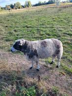 Zware Baggerbonte dekbok te koop, Dieren en Toebehoren, Schapen, Geiten en Varkens, Mannelijk, Schaap, 3 tot 5 jaar