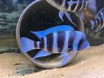 Frontosa Blue Zaire Kweekgroep 10 stuks., Dieren en Toebehoren, Vissen | Aquariumvissen, Vis, Zoetwatervis
