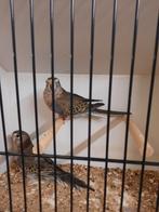 bourkes, Meerdere dieren, Parkiet, Geringd