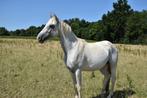 3 jarige appaloosa ruin, Dieren en Toebehoren, Ruin, Onbeleerd