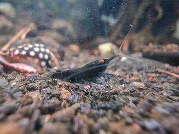 Black Demon Neocaridina beschikbaar voor biedingen