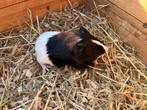 Jonge cavia’s, Dieren en Toebehoren, Januari, Meerdere dieren, Cavia
