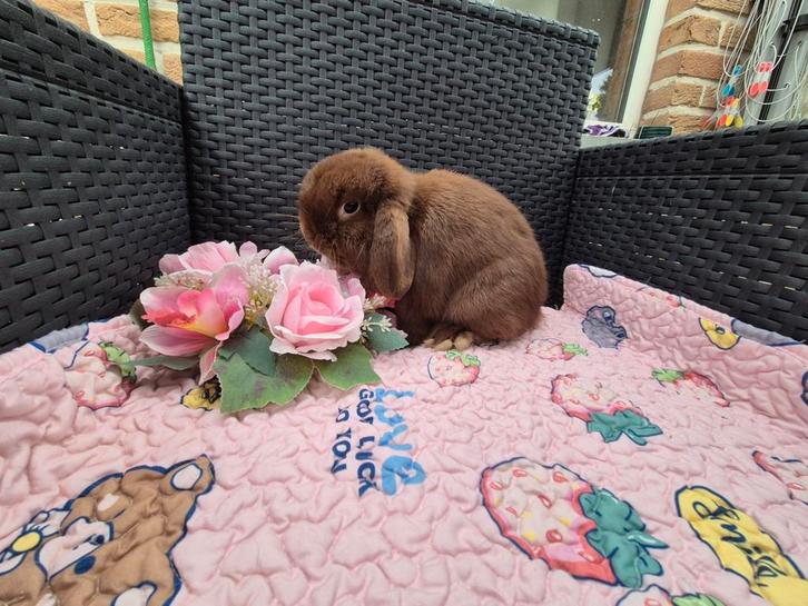 Super mooi minilop koppeltje, Dieren en Toebehoren, Konijnen, Dwerg, Meerdere dieren, 0 tot 2 jaar, Hangoor