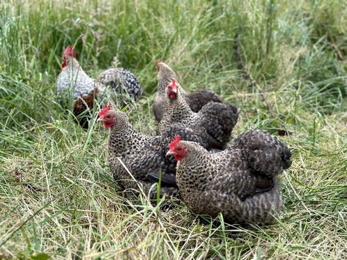 Cochin kriel kippen Koekoekpatrijs, gesekst en ingeënt, Dieren en Toebehoren, Pluimvee, Kip, Vrouwelijk