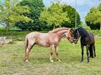 Bijna 4-jarige D-pony – veelzijdige blikvanger, Dieren en Toebehoren, Pony's, Gechipt, B, Ruin, 3 tot 6 jaar