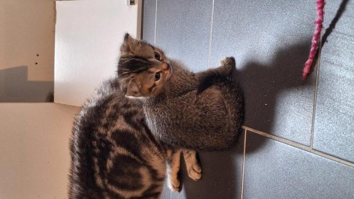 Brits korthaar kittens, Dieren en Toebehoren, Katten en Kittens | Raskatten | Korthaar, Meerdere dieren, 0 tot 2 jaar, Gechipt