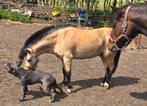 Buckskin mini paard ,hengst te koop, Dieren en Toebehoren, Paarden en Pony's | Dekhengsten en Fokmerries, Hengst