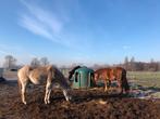 Weidemaat gezocht/ weide te huur, Dieren en Toebehoren, Stalling en Weidegang, Weidegang, 2 of 3 paarden of pony's