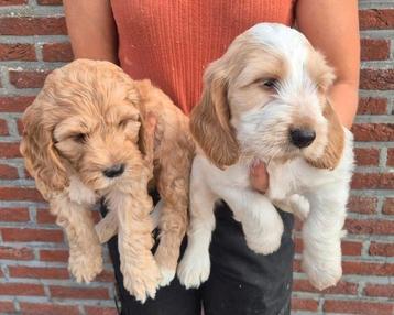 Labradoodle pups (+- 40 cm) beschikbaar voor biedingen