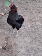 Coq araucana (te ruilen), Dieren en Toebehoren, Pluimvee