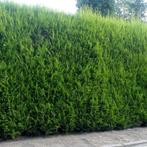 Cupressocyparis leylandii – Leylandcipres, Tuin en Terras, Planten | Struiken en Hagen, Ophalen, Haag