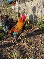 Hanen, Dieren en Toebehoren, Vogels | Overige Vogels, Mannelijk