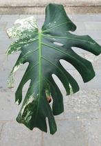 Monstera sphinx mint, Ophalen of Verzenden