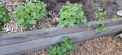 Rode frambozenplantjes, Tuin en Terras, Planten | Tuinplanten, Ophalen