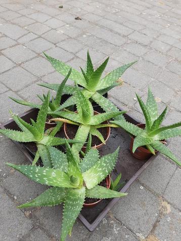 Aloe vera vaste planten  beschikbaar voor biedingen