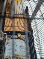 Distelvink x kanarie, Dieren en Toebehoren