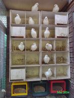 Pigeon blanc Cérémonie Mariage Magie, Divers, Emballage cadeau, Enlèvement