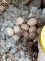 Broedeieren bruine barberie/ barbarie eenden, Dieren en Toebehoren, Pluimvee