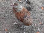 Marans hennen, Dieren en Toebehoren, Pluimvee