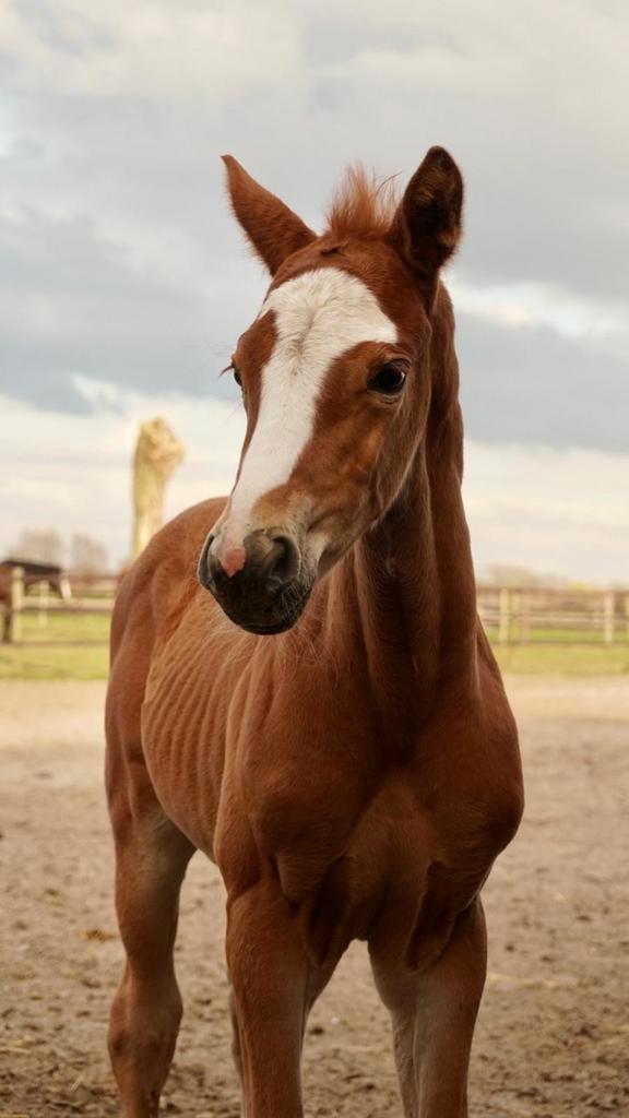 Veulens, jaarlingen, 2jaarse springpaarden met stamboom, Dieren en Toebehoren, Paarden, Met stamboom