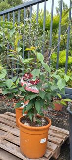 Fruitboom kerselaar 'Hedelfinger', Tuin en Terras, Ophalen, Halfschaduw, Appelboom