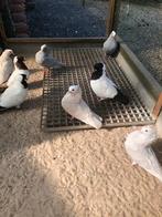Sierduiven, Dieren en Toebehoren, Vogels | Duiven