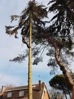 élagage et l'abattage d'arbres