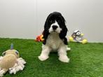 Amerikaanse Cocker Spaniël pups, Dieren en Toebehoren, België, 8 tot 15 weken, CDV (hondenziekte), Meerdere