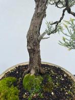 Bonsai juniperus, Enlèvement ou Envoi