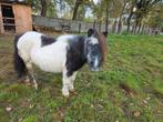shetlandpony Shakira, B