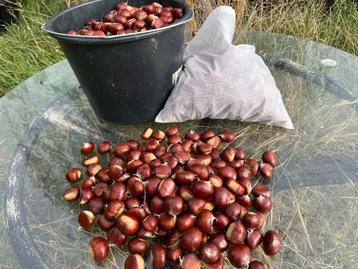 Vers geplukte kastanjes! €3,50 per kilo beschikbaar voor biedingen