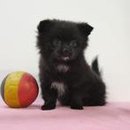 Kleine Keesjes - Belgische pups te koop, Dieren en Toebehoren, Honden | Poolhonden, Keeshonden en Oertypen, België, CDV (hondenziekte)