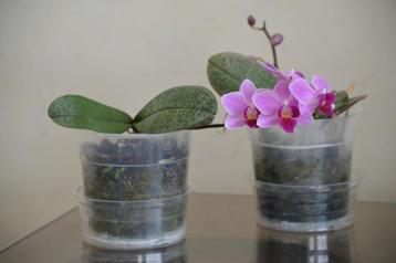 Orchidee Phalaenopsis 'Santa Fe' / 2 planten gemarmerd blad, Huis en Inrichting, Kamerplanten, Bloeiende kamerplant, Ophalen, In pot