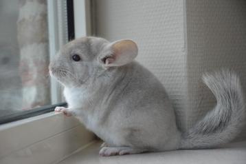 chinchilla bokjes / mannetjes  beschikbaar voor biedingen