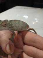 Caméléon furcifer pardalis mâle, Dieren en Toebehoren, Reptielen en Amfibieën
