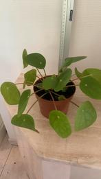 Pannekoekplant 20 cm hoog, Ophalen