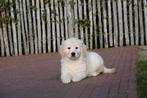 Magnifiques chiots Golden Retriever avec pedigree, Golden retriever, Plusieurs, Hépatite contagieuse (maladie de Rubarth), Belgique