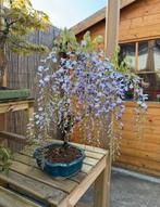 Bonsai Glycine - Wisteria, Overige soorten, Lente, Minder dan 100 cm, Ophalen