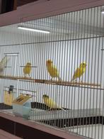 Timbrados, Dieren en Toebehoren