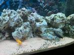 Aquarium juwel 180, Dieren en Toebehoren