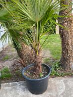 Trachycarpus Fortunei, Tuin en Terras, Planten | Tuinplanten, Ophalen