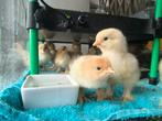 12 Kuikens kuikentjes brahma, Dieren en Toebehoren, Pluimvee