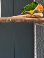 Roestkop caique