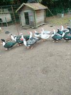 Barbarie eenden, Dieren en Toebehoren