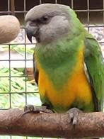 Bont boertje, Dieren en Toebehoren, Vrouwelijk, Papegaai, Geringd