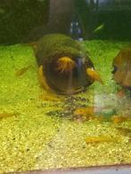 2 soorten ancistrussen, Dieren en Toebehoren, Vissen | Aquariumvissen