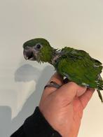 ️❤️ Tamme baby ara nobilis, Geslacht onbekend, Papegaai, Pratend
