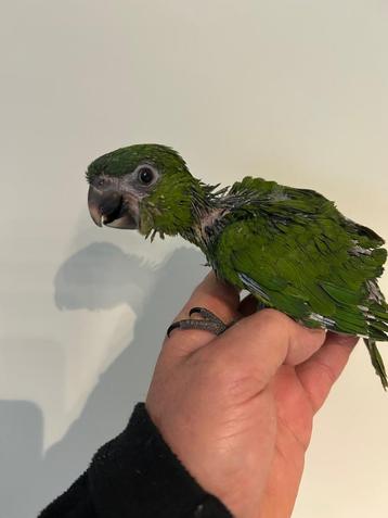 ️❤️ Tamme baby ara nobilis beschikbaar voor biedingen