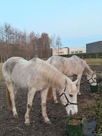 Chevaux jument, Dieren en Toebehoren, Stalling en Weidegang