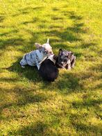 Franse bulldog puppy's, Animaux & Accessoires, Chiens | Bouledogues, Pinschers & Molossoïdes, Parvovirose, Plusieurs, Belgique